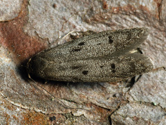 Hypatopa binotella