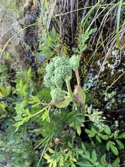 Angelica morrisonicola