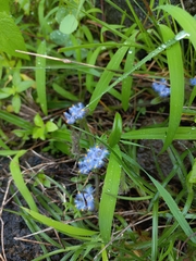 Cyanotis tuberosa