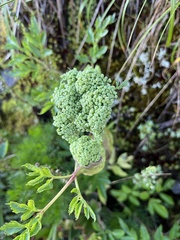 Angelica morrisonicola