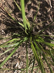 Dianella brevipedunculata
