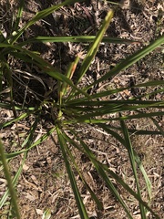 Dianella brevipedunculata