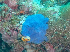 Eudistoma