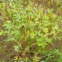 Potentilla supina
