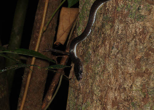Photo of a Dusky Wolf Snake (Lycodon albofuscus)