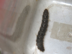Lemonia dumi
