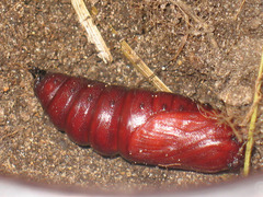 Lemonia dumi