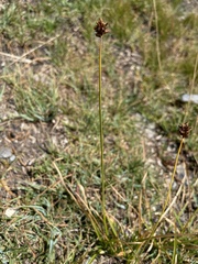 Carex foetida