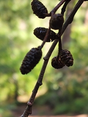 Alnus oblongifolia