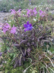 Pedicularis caucasica