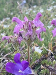 Pedicularis caucasica