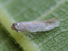 Bucculatrix absinthii