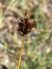 Carex foetida