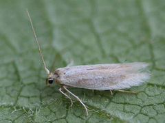 Bucculatrix absinthii