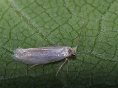 Bucculatrix absinthii