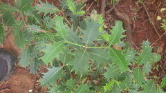 Brexiella longipes