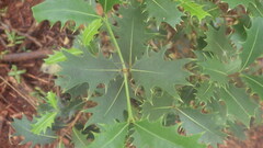 Brexiella longipes