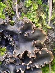Peltigera hymenina