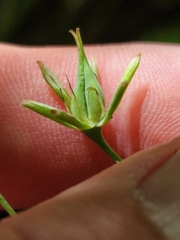Anticlea elegans elegans