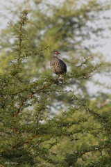 Pternistis clappertoni