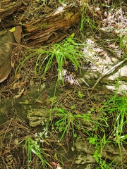 Anticlea elegans elegans