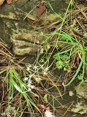 Anticlea elegans elegans