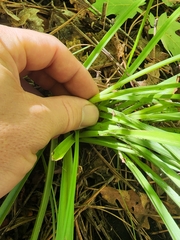 Anticlea elegans elegans