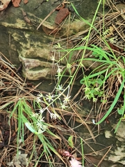 Anticlea elegans elegans