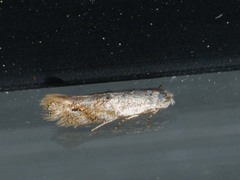 Bucculatrix bechsteinella