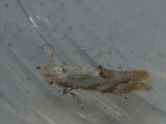 Bucculatrix bechsteinella