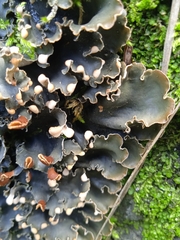 Peltigera hymenina