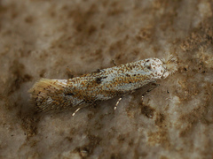 Bucculatrix bechsteinella