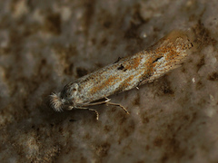 Bucculatrix bechsteinella