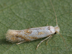 Bucculatrix bechsteinella
