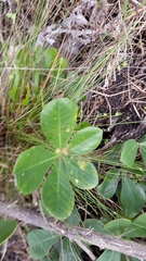 Cussonia thyrsiflora
