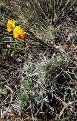 Leucochrysum albicans albicans
