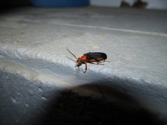 Neopyrochroa flabellata