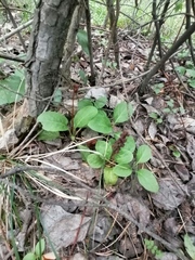 Pyrola minor