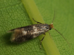Bucculatrix cidarella