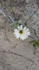 Arctotis stoechadifolia