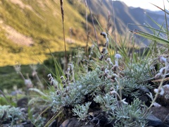 Artemisia kawakamii