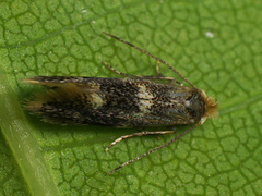 Bucculatrix cidarella