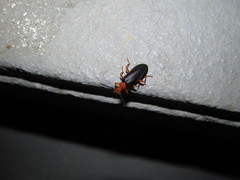 Neopyrochroa flabellata