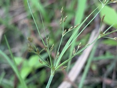 Fimbristylis microcarya