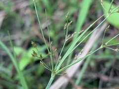 Fimbristylis microcarya