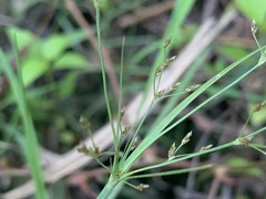 Fimbristylis microcarya