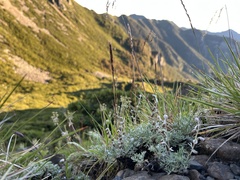 Artemisia kawakamii