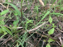 Fimbristylis microcarya