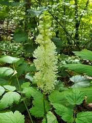 Actaea arizonica
