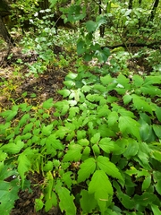 Actaea arizonica